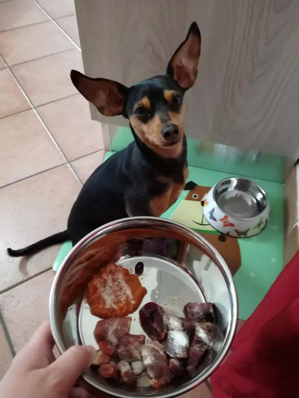 dog and its bowl picture